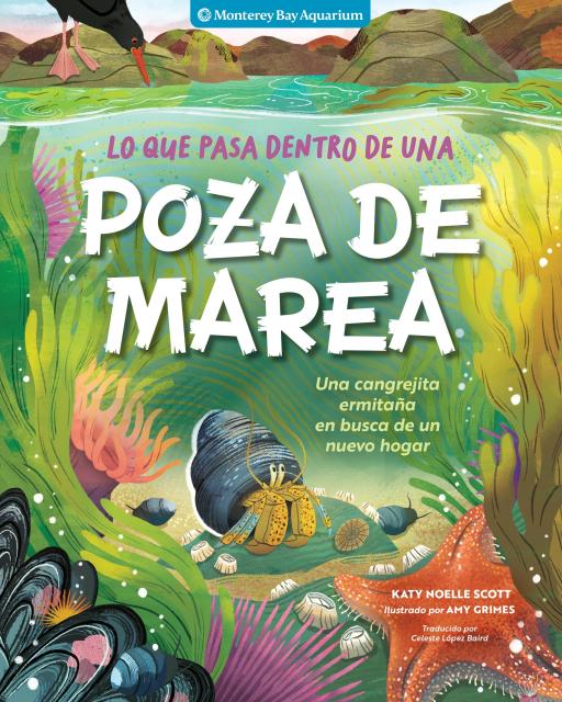 Lo que pasa dentro de una poza de marea