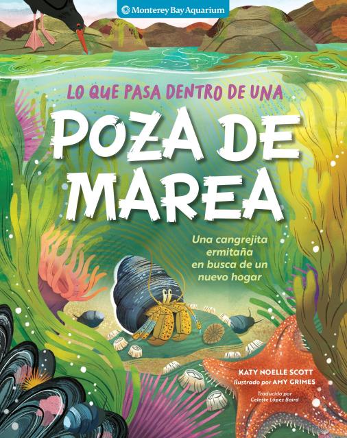 Lo que pasa dentro de una poza de marea