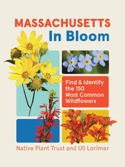 Massachusetts in Bloom